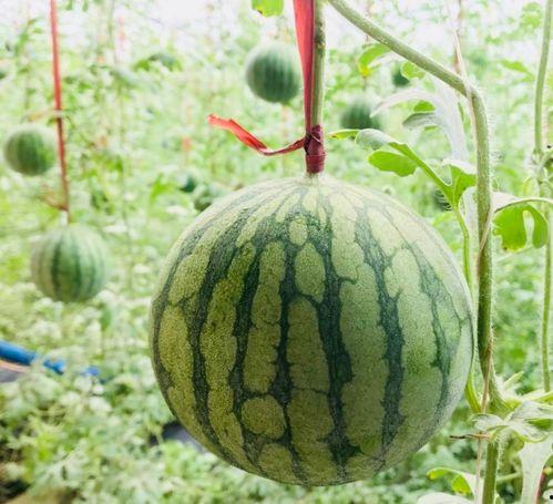 关不掉了吃瓜群众,关不掉了！吃瓜群众热议背后的真相