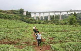 吃瓜群众段云嶂,吃瓜群众的智慧与幽默