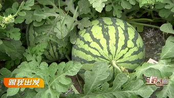 农院路吃瓜群众,吃瓜群众的欢乐盛宴