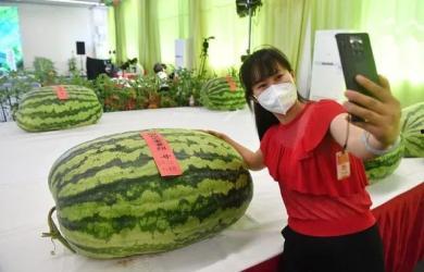 星然团队吃瓜群众,吃瓜群众眼中的明星幕后故事