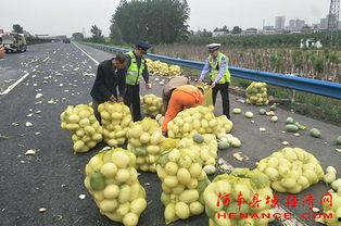吃瓜群众秦女士,吃瓜群众秦女士的趣味生活点滴
