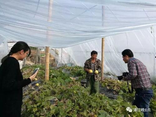 吃瓜群众沛县,揭秘这座古城的瓜田传奇