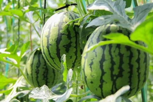 吃瓜群众采摘方法