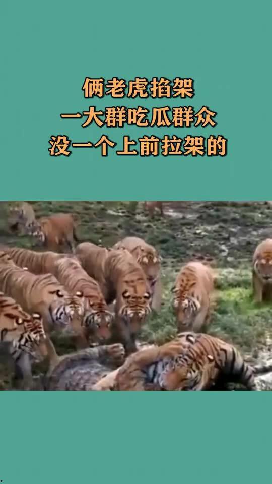 小老虎吃瓜群众是谁说的,是谁道出这句网络热语？