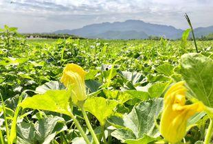 吃瓜群众潮这看碧桂园,碧桂园如何引领潮流，打造新时代住宅典范